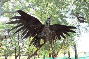 rusty-cockatoo-by-sean-meany-1-768x512